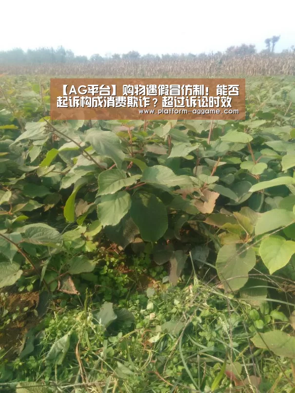 【AG平台】购物遇假冒仿制！能否起诉构成消费欺诈？超过诉讼时效还有用吗？